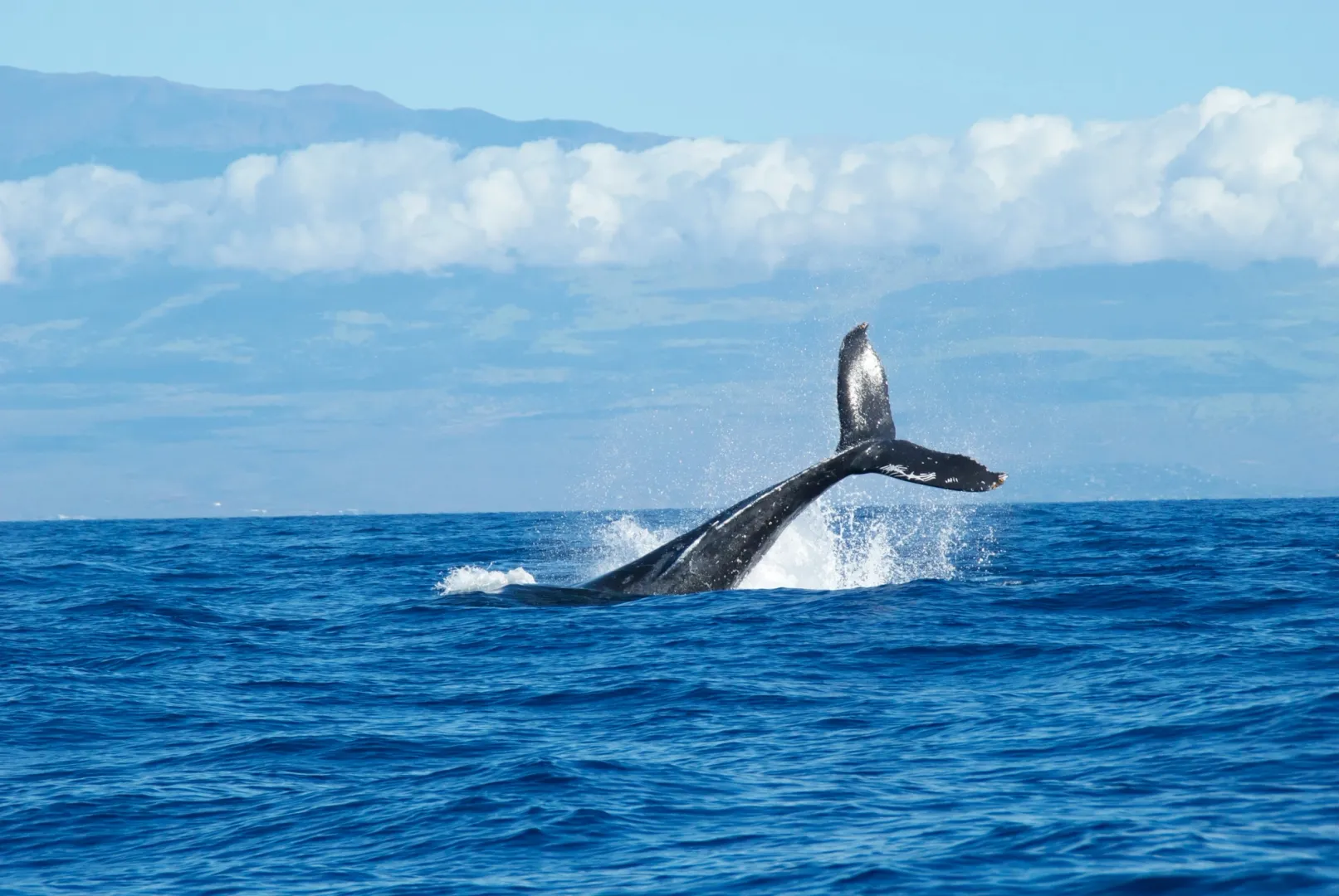 "A Whale of a Problem: Why Self-Custody Might Sink Bitcoin Giants"
