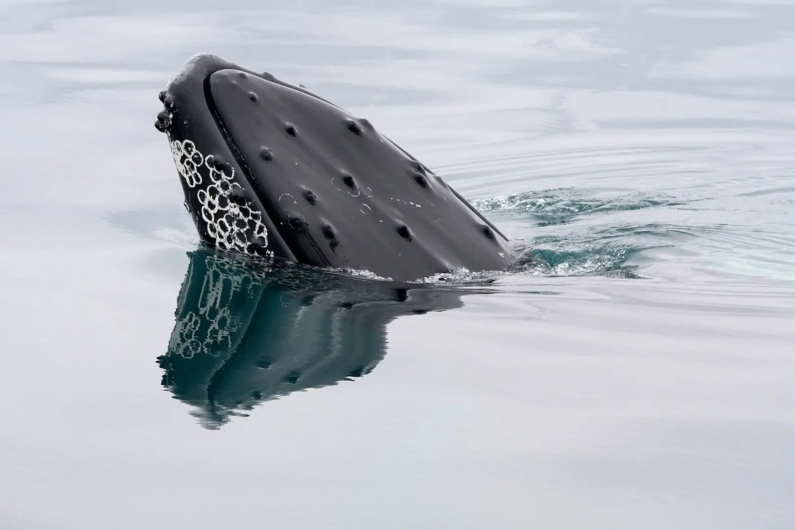 Whale Activity Surges as Bitcoin Builds Momentum Toward New Highs